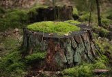 Trädfällning i Trollhättan: En viktig del av stads- och naturskötsel
