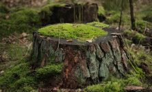 Trädfällning i Trollhättan: En viktig del av stads- och naturskötsel