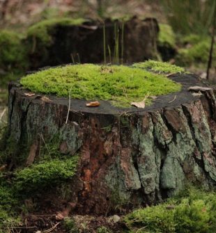 Trädfällning i Trollhättan: En viktig del av stads- och naturskötsel