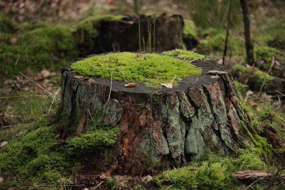 Trädfällning i Trollhättan: En viktig del av stads- och naturskötsel