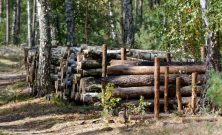 Trädfällning i Skåne: För en hälsosam omgivning