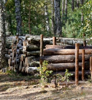 Trädfällning i Skåne: För en hälsosam omgivning