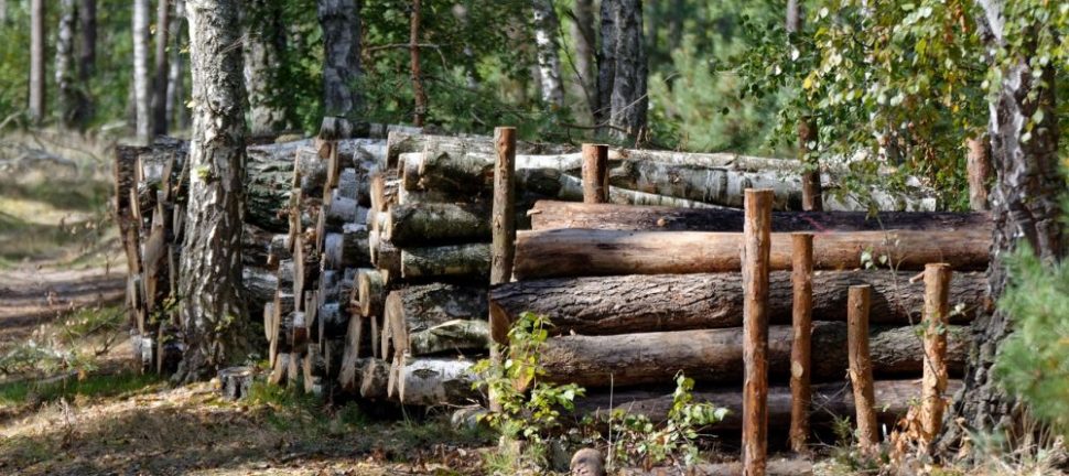 Trädfällning i Skåne: För en hälsosam omgivning