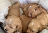 Maltipoo  egenskaper, skötsel och vad blivande ägare behöver veta