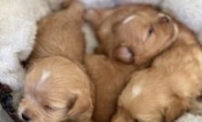 Maltipoo  egenskaper, skötsel och vad blivande ägare behöver veta