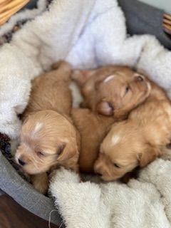 Maltipoo  egenskaper, skötsel och vad blivande ägare behöver veta
